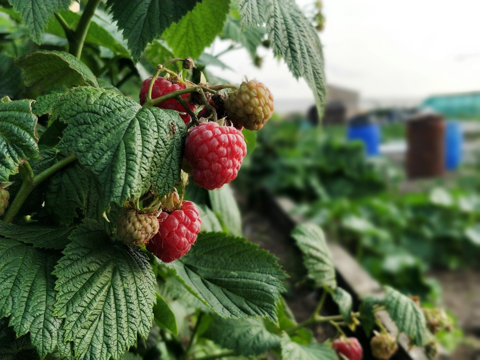 Home grown raspberries