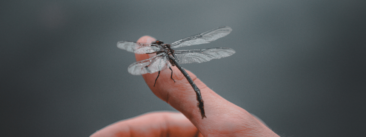 dragonfly on human hand